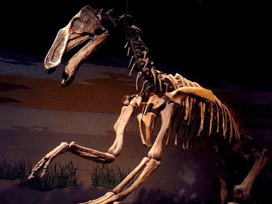 el Museo Municipal de Ciencias Naturales Lorenzo Scaglia